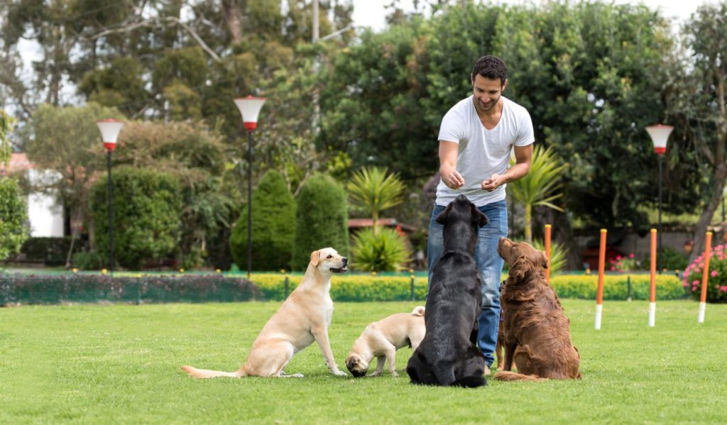 4 Signs of a Good Dog Trainer