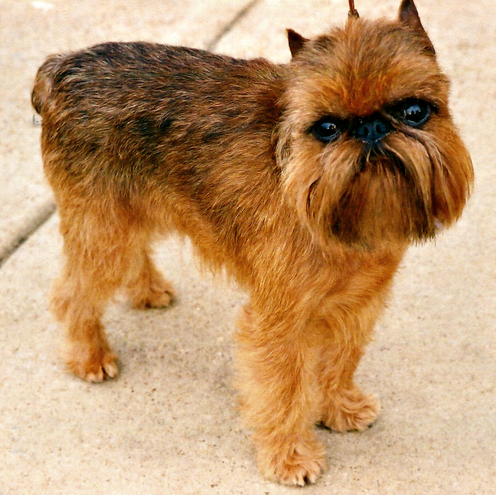 Brussels Griffon - Top 10 Healthiest Small Dogs for Seniors 