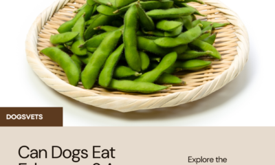 Can Dogs Eat Edamame A Comprehensive Guide