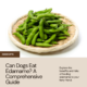 Can Dogs Eat Edamame A Comprehensive Guide