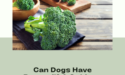 Os cans poden ter brócoli? Guía para alimentar verduras