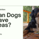 Os cans poden ter chícharos?