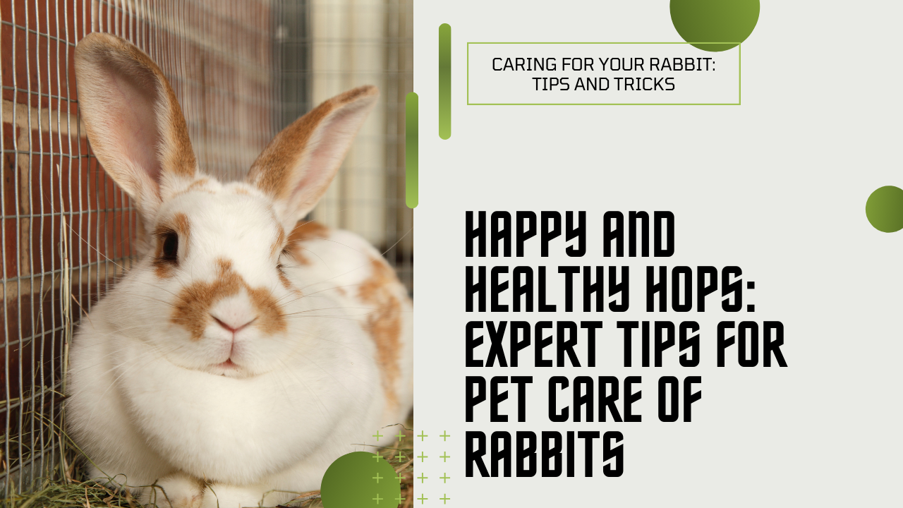Happy and Healthy Hops: Expert Tips for Pet Care of Rabbits