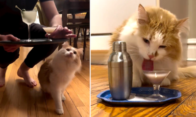 Mr. Biscuits goza de "cócteles" para gatos coa súa familia