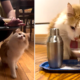 Mr. Biscuits Enjoys Cat-Friendly 'Cocktails' with His Family