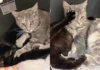 Rescued Cat So Eager to 'Help' Her Sister While She's Giving Birth, She Wouldn't Go Anywhere