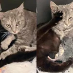 Rescued Cat So Eager to 'Help' Her Sister While She's Giving Birth, She Wouldn't Go Anywhere