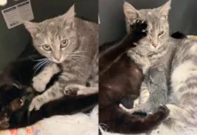 Rescued Cat So Eager to ‘Help’ Her Sister While She’s Giving Birth, She Wouldn’t Go Anywhere Rescued Cat So Eager to 'Help' Her Sister While She's Giving Birth, She Wouldn't Go Anywhere