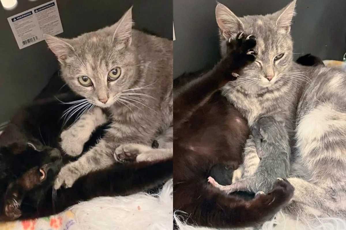 Rescued Cat So Eager to 'Help' Her Sister While She's Giving Birth, She Wouldn't Go Anywhere