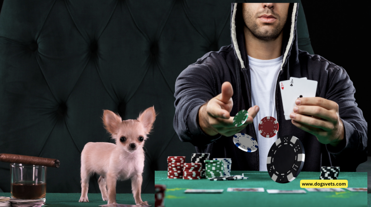 Revelando isip intrigante semelhanças entre o comportamento dos cães ug dos jogadores de pôquer