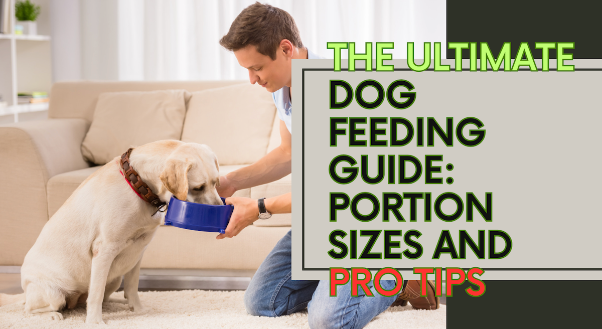 Guía de alimentación do can: porcións e consellos óptimos