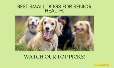 Los 10 perros pequeños más saludables para personas mayores: compañeros leales durante los años dorados