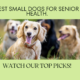 10 Anjing Kecil Paling Sihat untuk Warga Emas: Rakan Setia untuk Tahun Emas