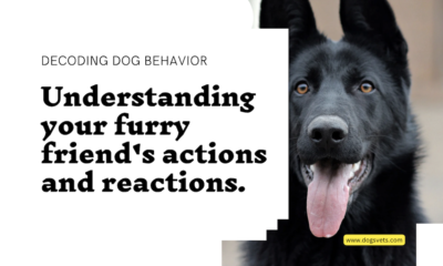 Zrozumienie znaczenia typowych zachowań psów! - Dogsvets.com