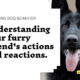 Comprender os significados detrás dos comportamentos comúns dos cans! - Dogsvets.com