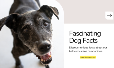Top 20 fakta menarik tentang anjing: Membongkar Rahsia Anjing