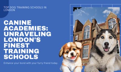 Academias caninas: presentando as mellores escolas de adestramento de cans en Londres