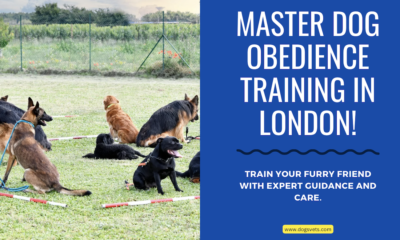 Enriquecendo a vida do teu can: beneficios do adestramento de obediencia canina en Londres