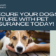 Gardando o teu compañeiro de catro patas: seguro de mascota para cans