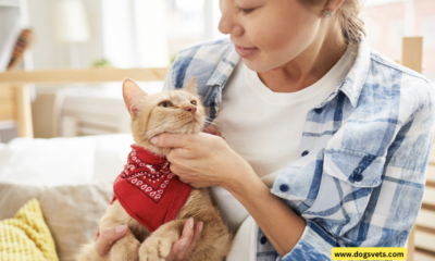 Asegurar o teu amigo felino: o mellor seguro para mascotas para gatos