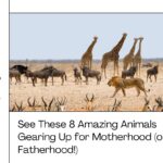 See These 8 Amazing Animals Gearing Up for Motherhood (or Fatherhood!) See These 8 Amazing Animals Gearing Up for Motherhood (or Fatherhood!)