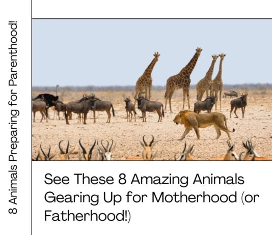 See These 8 Amazing Animals Gearing Up for Motherhood (or Fatherhood!) See These 8 Amazing Animals Gearing Up for Motherhood (or Fatherhood!)