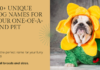 260+ Unique Dog Names for Your One-of-a-Kind Pet 260+ Unique Dog Names for Your One-of-a-Kind Pet