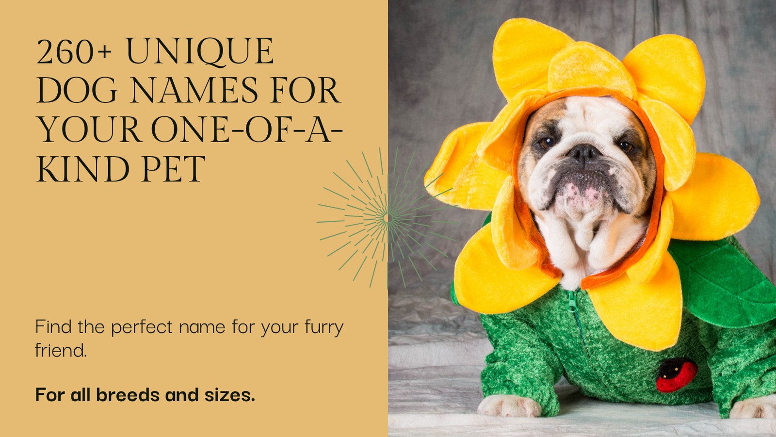 Máis de 260 nomes de cans únicos para a túa mascota única
