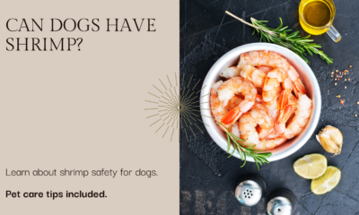 Os cans poden ter camaróns? Guía para propietarios de mascotas
