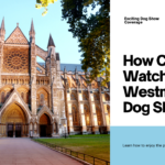 How Can I Watch the Westminster Dog Show