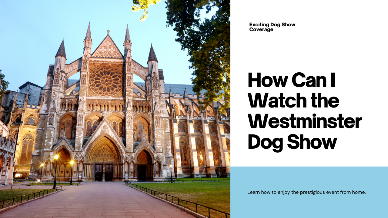 How Can I Watch the Westminster Dog Show
