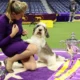 Westminster Dog Show 2023: Event Dates, Breeds, Winners