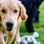 How to find a skilled dog trainer in B.C. | AnimalKind