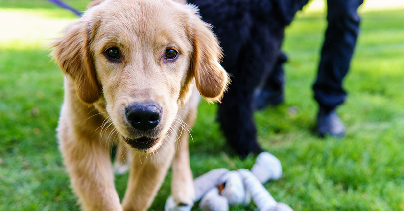 How to find a skilled dog trainer in B.C. | AnimalKind