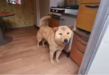Korean dog finds its way home 41 days after going missing Korean dog finds its way home 41 days after going missing