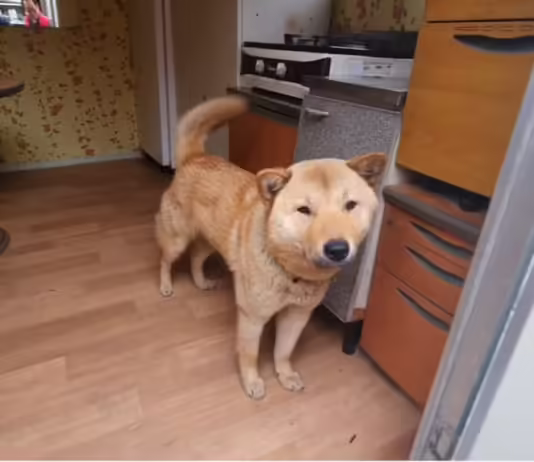 Korean dog finds its way home 41 days after going missing Korean dog finds its way home 41 days after going missing