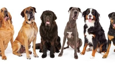 Life with Giants: Embracing the Joy of Large Dog Breeds