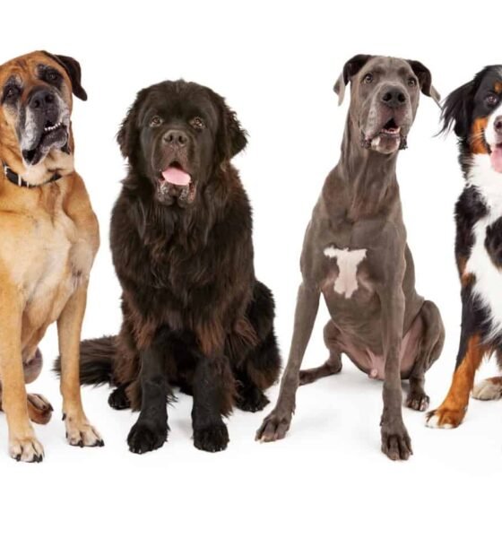 Life with Giants: Embracing the Joy of Large Dog Breeds