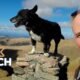 Pies odbywa niesamowitą podróż, wspinając się po wszystkich górach Anglii (+ wideo)