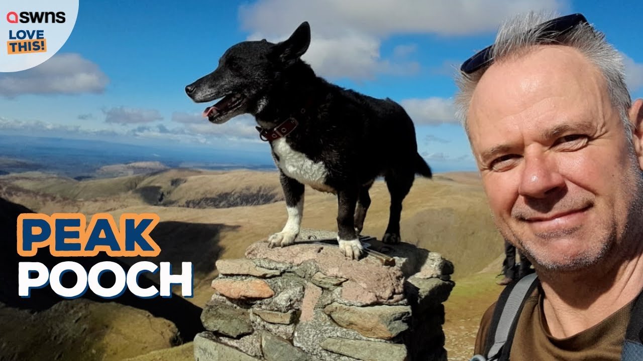 Pies odbywa niesamowitą podróż, wspinając się po wszystkich górach Anglii (+ wideo)