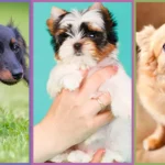 Small, Smart, and Adorable: The Best Small Dog Breeds for You