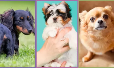 Small, Smart, and Adorable: The Best Small Dog Breeds for You