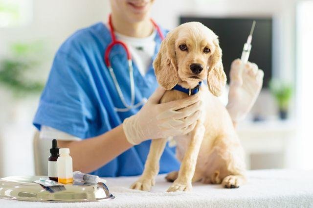 Вакцинация кошек и собак. Как часто прививать домашних животных? |  Аргументы и Факты