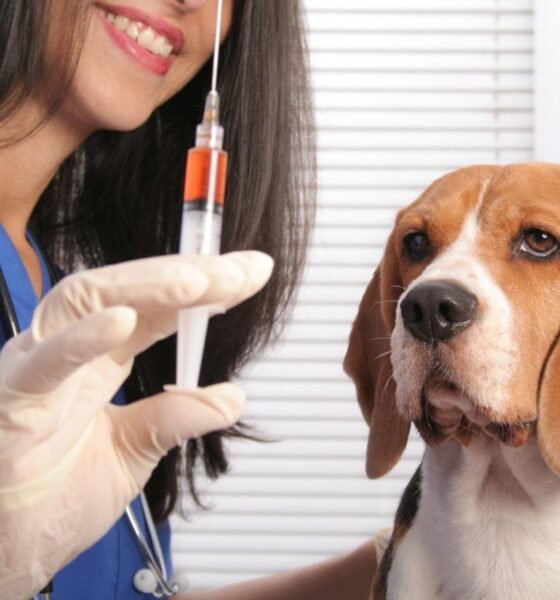 Вакцинация животных – это важно и нужно! - Ветеринарная клиника TerraVet