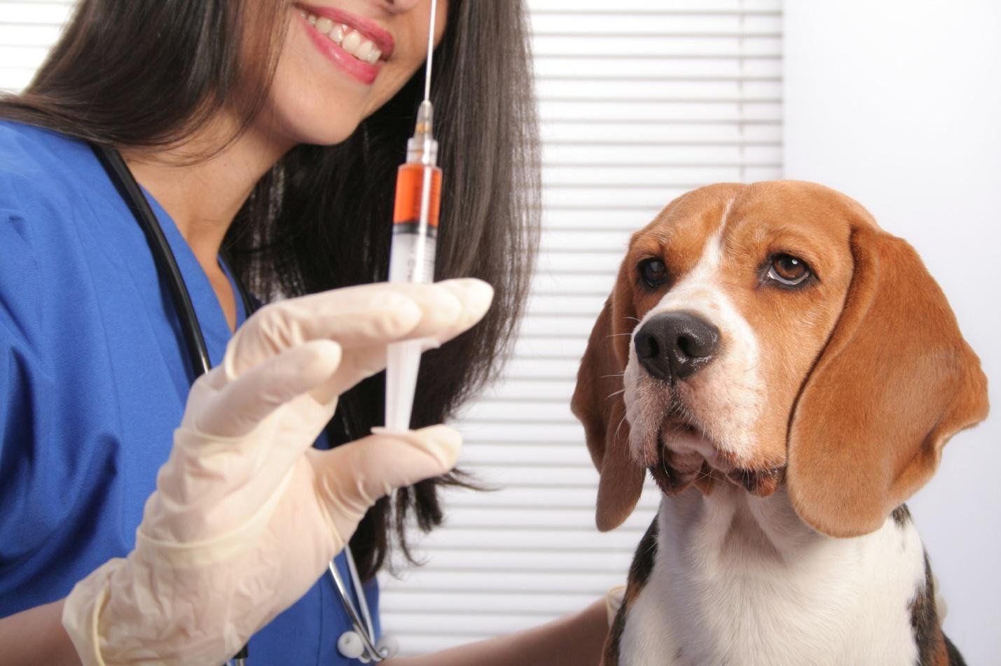 Вакцинация животных – это важно и нужно! - Ветеринарная клиника TerraVet