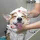Best Shampoos for Dogs for Ticks and Fleas and Odor Control