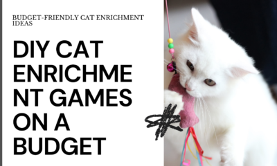 DIY Cat Enrichment Games on a Budget: Unleash Your Feline's Inner Hunter (Without Breaking the Bank!)