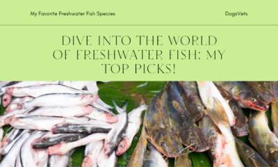 Dive into the World of Freshwater Fish: My Top Picks!