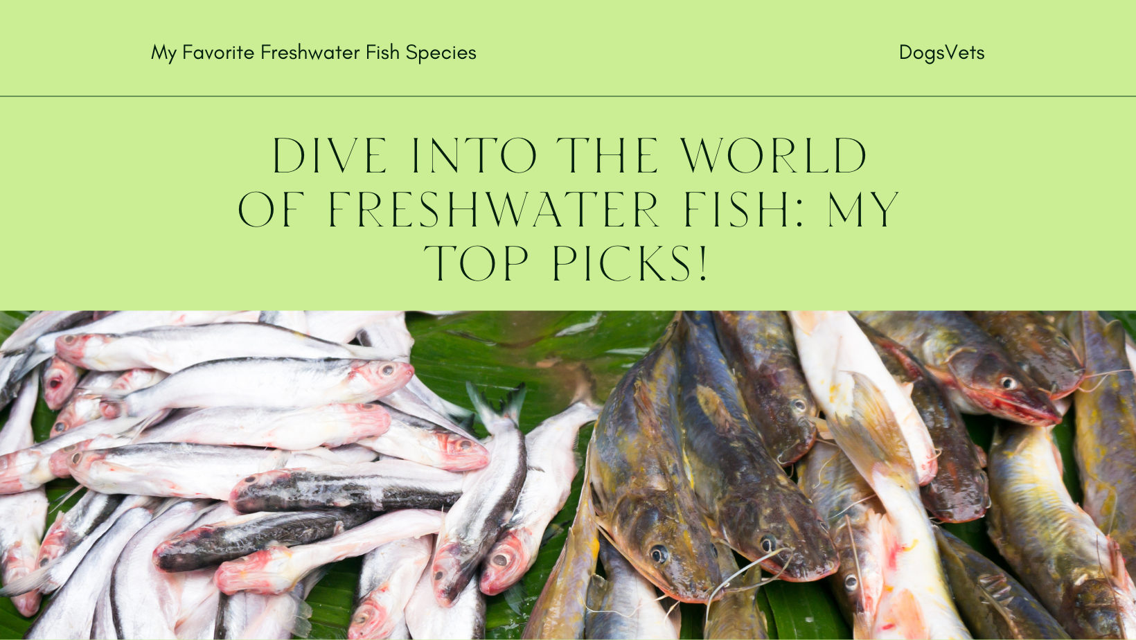 Dive into the World of Freshwater Fish: My Top Picks!