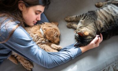 The Power of the Human-Animal Bond: Exploring Animal Therapy